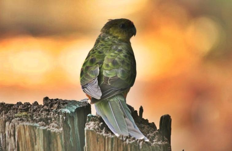 Villa Barrabup Sanctuary Birdhide Nannup Exterior foto