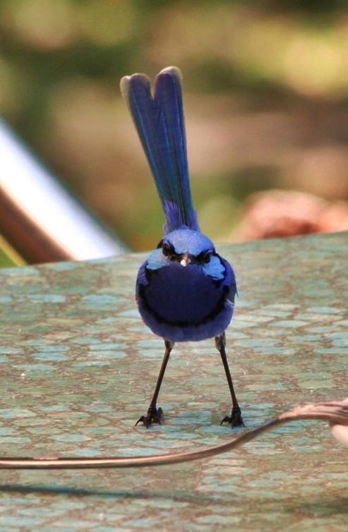 Villa Barrabup Sanctuary Birdhide Nannup Exterior foto